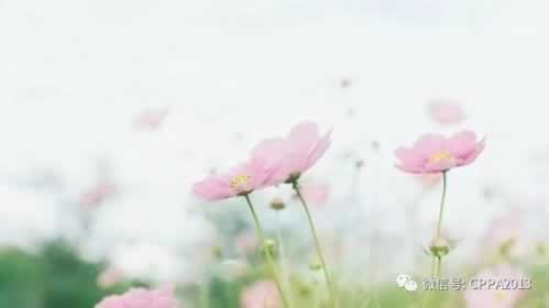 黑平臺數據更新提款失敗怎么辦 破解思路（圖）