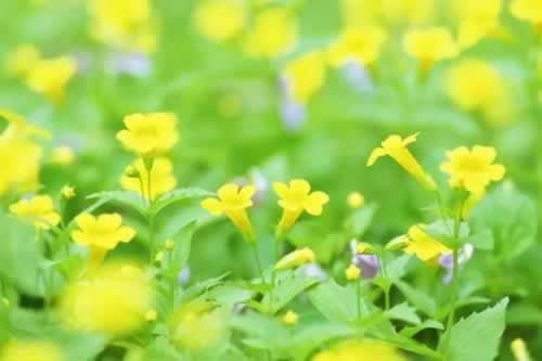 在網上遇到不給提款被告知風控審核無效恢復網絡出款線路維護教你怎么應對（圖）